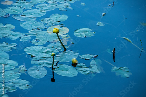 Obraz na plátně lilypad