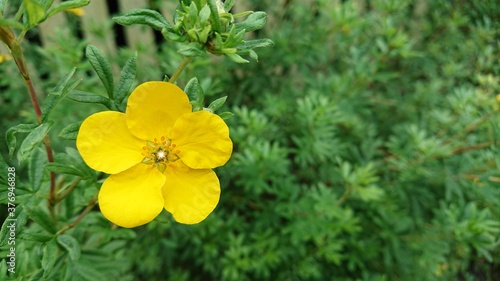Lonely yellow flower on a background of autumn greenery