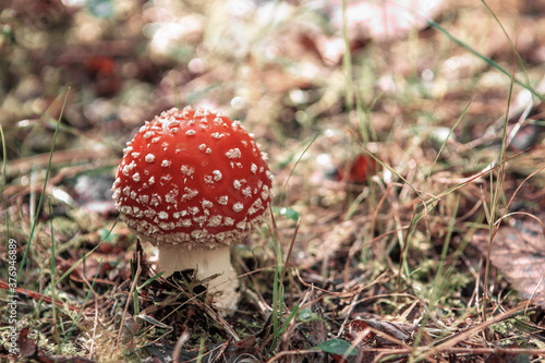 red fly agaric mushroom in the forest. Sunny view of fly agaric mushrooms in a forest