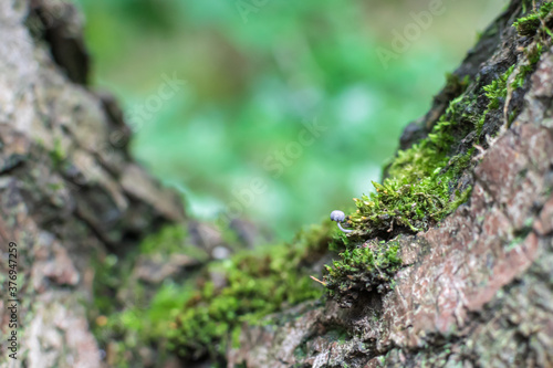 Micro Mushroom on tree