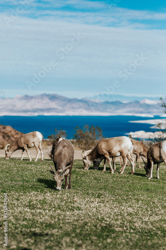 Fototapeta Naklejka Na Ścianę i Meble -  bighorn sheep nevada desert