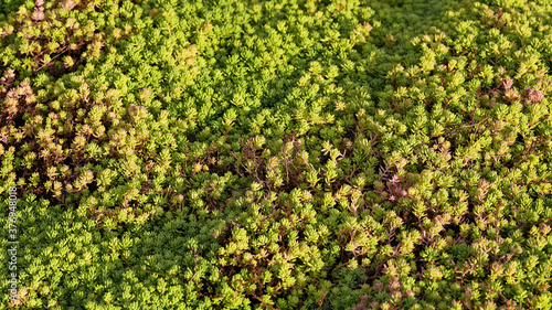 panoramic banner natural green and red textured background. colorful succulents with small leaves spread like a carpet on a flower bed in the garden