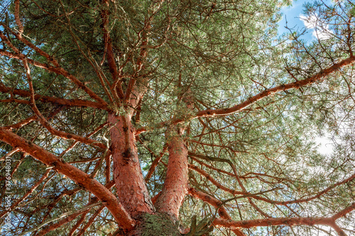 Pine tree view from below into the sky. Bottom View Wide Angle Background