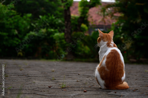 cute domestic cats the color are orange and white