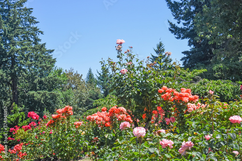 Fototapeta Naklejka Na Ścianę i Meble -  Roses in Garden