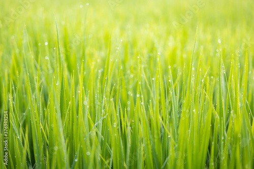 rice plant in field with morning dew