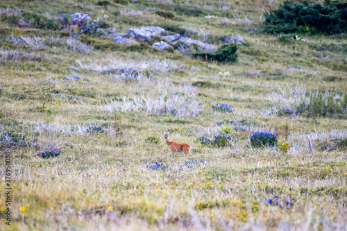 Wild Roe Deer in the field