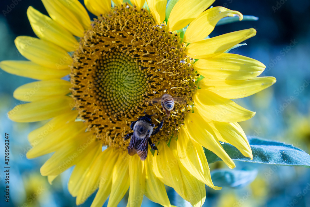 Fototapeta premium Bees in a sunflower