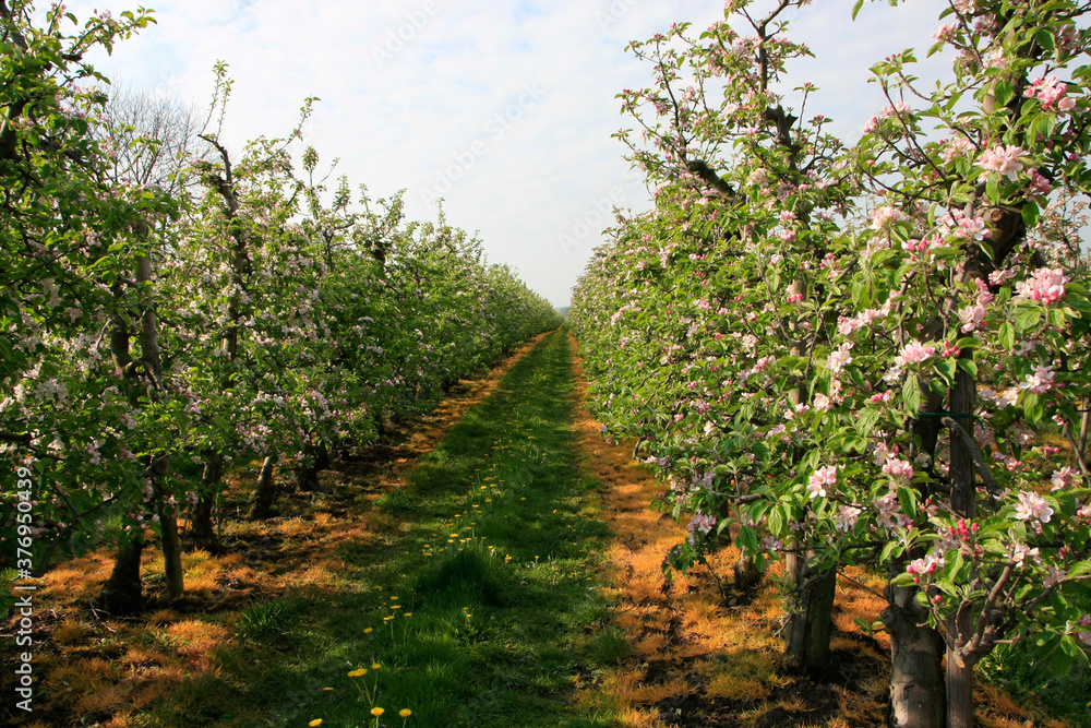 Bluetezeit in den Apfelplantagen im Alten Land bei Jork. Niedersachsen, Deutschland, Europa 