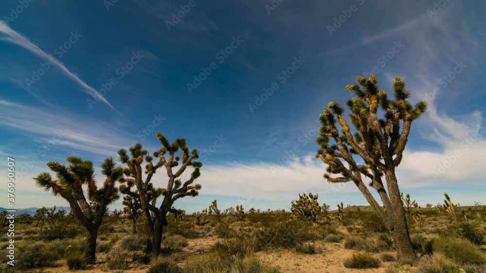 Timelapse of Joshua Tree at full bloom in Mojave National Preserve, California Timelapse of Joshua Tree at full bloom in Mojave National Preserve, California