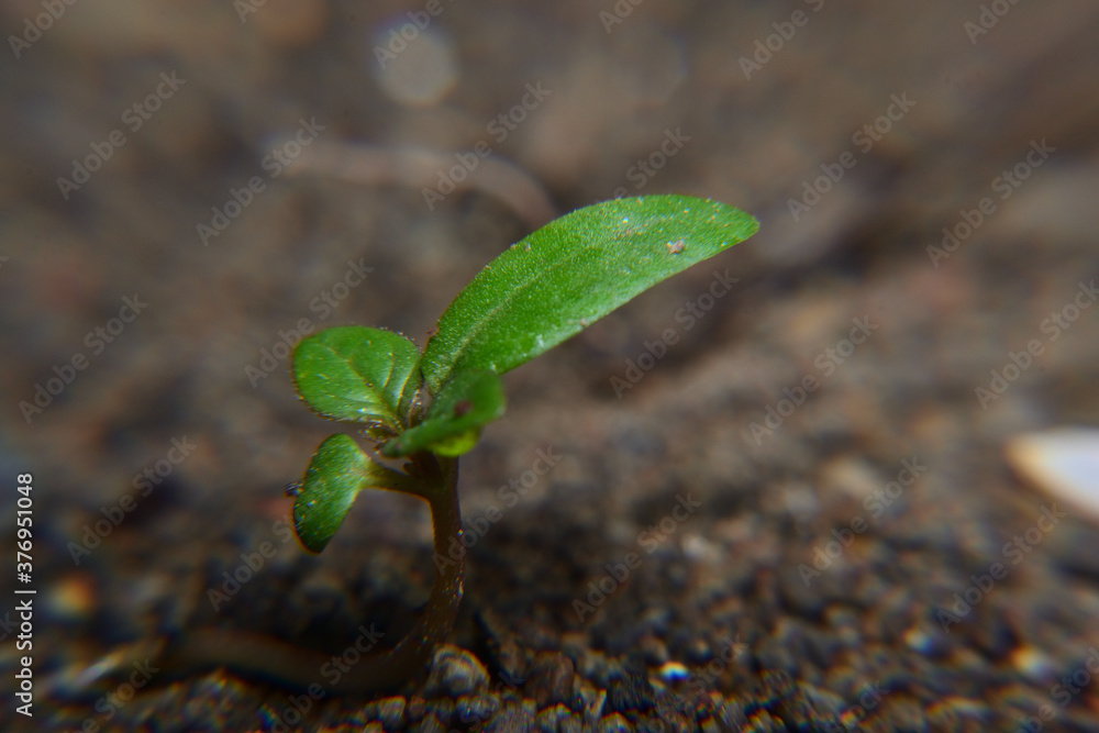 Nature background, a small plant in soil Nature background, a small plant in soil