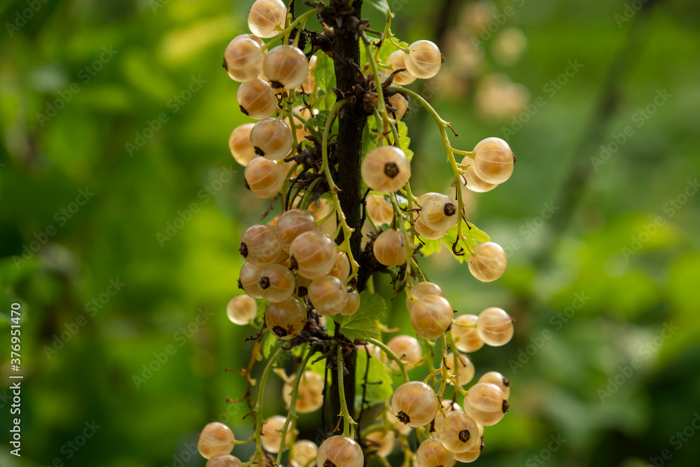 White currants growing on a bush in the garden