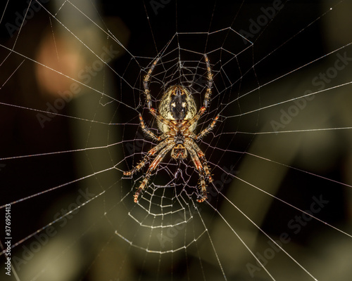 Spider in a web in the forest close up in the natural environment © Владимир Зубков