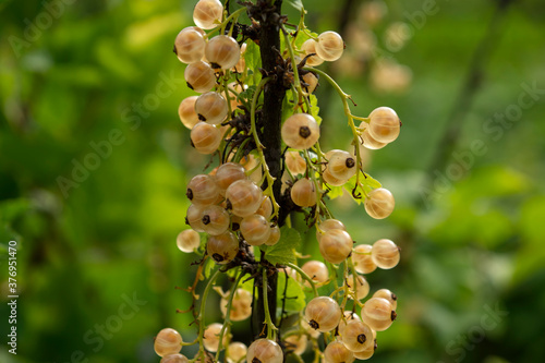 Obraz na płótnie White currants growing on a bush in the garden w salonie