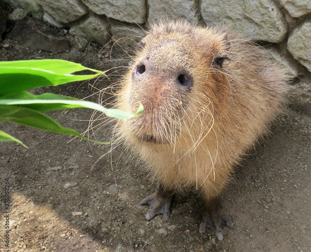 58 最適な カピバラさん 画像 ストック写真 ベクター Adobe Stock
