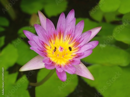 Pink water lily with laves in the pond. The process of pollination of a flower by insects. Two insects inside a lotus flower. Close-up  macro  isolated view of waterlily. Flowering plant of Thailand