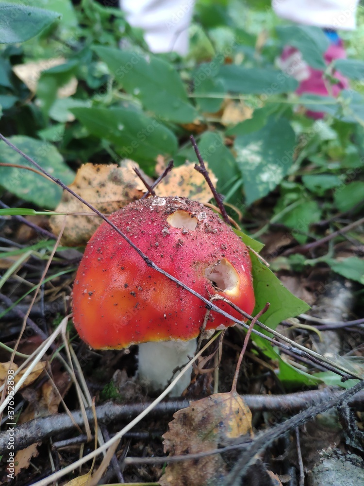 mushroom with a red cap in the forest. red fly agaric mushroom with a red cap in the forest. red fly agaric