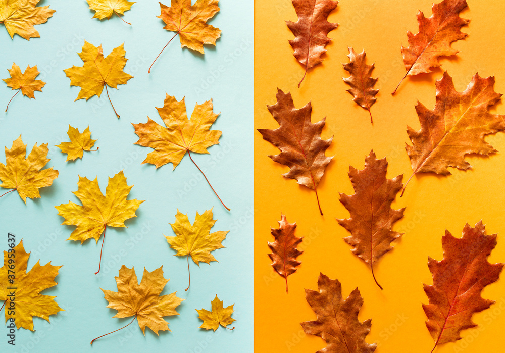 Fototapeta premium Autumn bright background pattern with yellow-red autumn oak and maple leaves on a blue and yellow background, top view