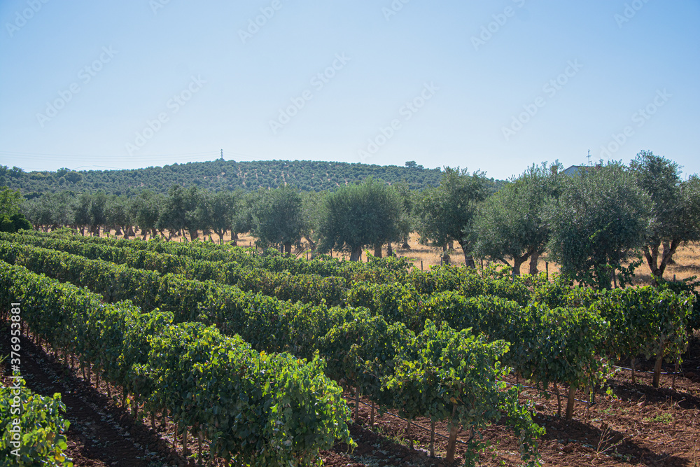 Vineyards and olive trees, grapes and olives.