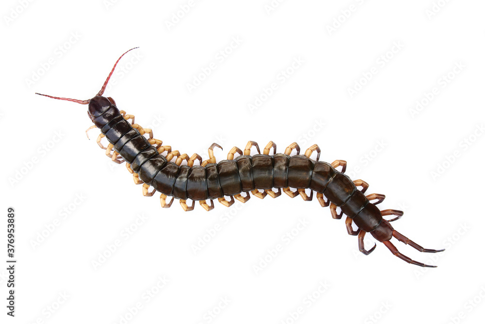 one dead centipede isolated on white one dead centipede isolated on white
