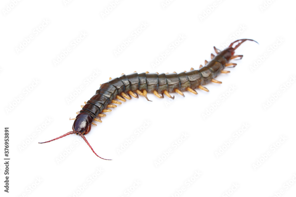 one dead centipede isolated on white one dead centipede isolated on white
