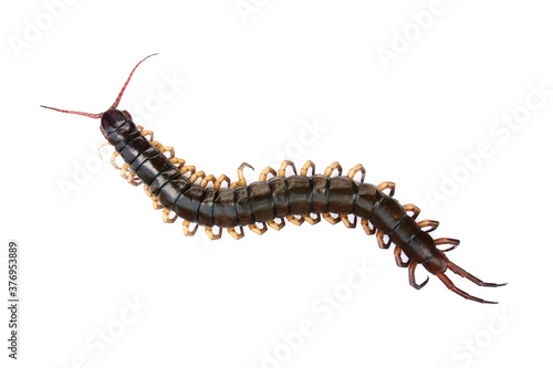 one dead centipede isolated on white