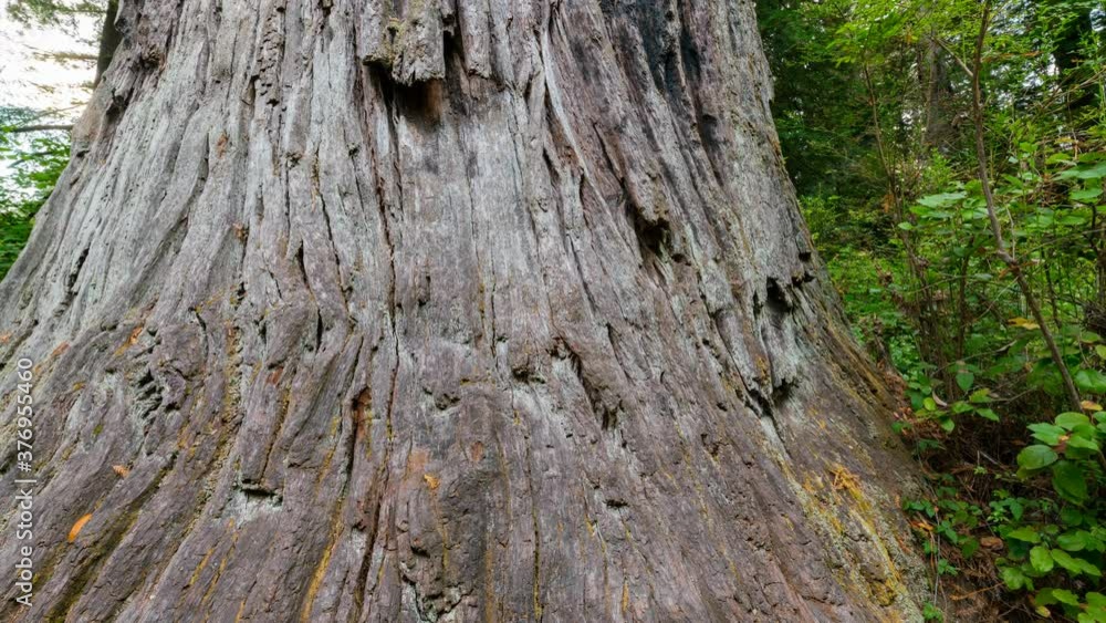 Time lapse tracking shot of giant Redwood trunk at sunset in Northern California Time lapse tracking shot of giant Redwood trunk at sunset in Northern California