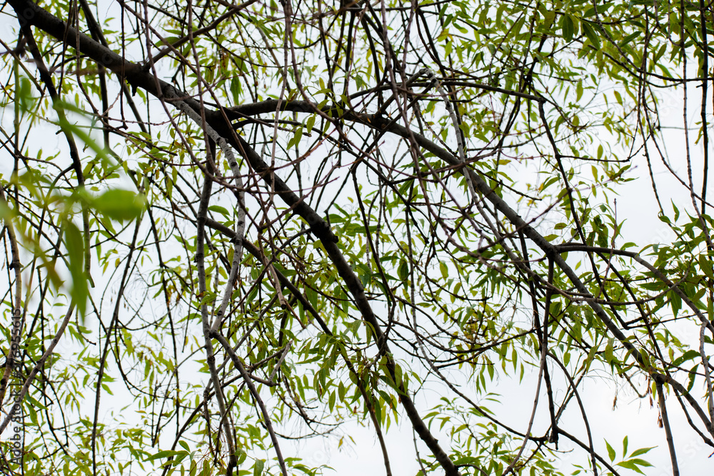 branches of a tree branches of a tree