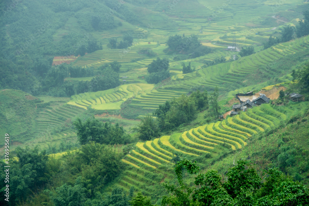Rice fields in the Sapa valley with fog Rice fields in the Sapa valley with fog