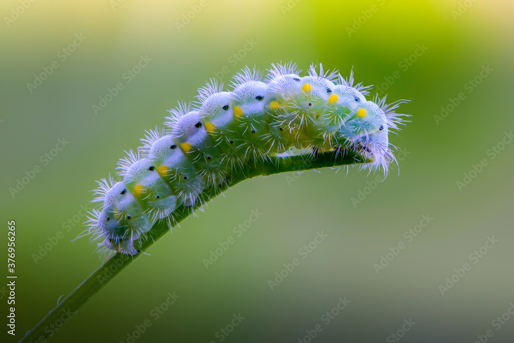 Fototapeta premium Caterpillar of butterfly zygaena viciae emerald color