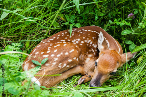 White tail deer fawn in spring grass