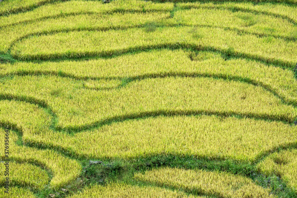 Rice field that looks like an abstract figure