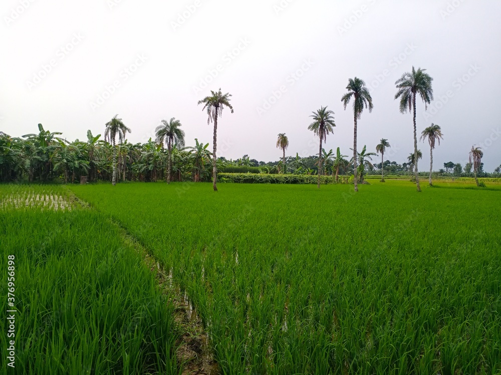 rice field in India 