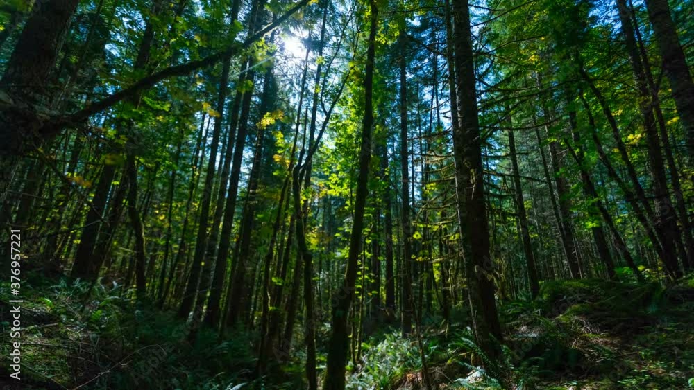 Time lapse pan shot of moon light breaking through lush Pacific Northwest forest in Oregon Time lapse pan shot of moon light breaking through lush Pacific Northwest forest in Oregon