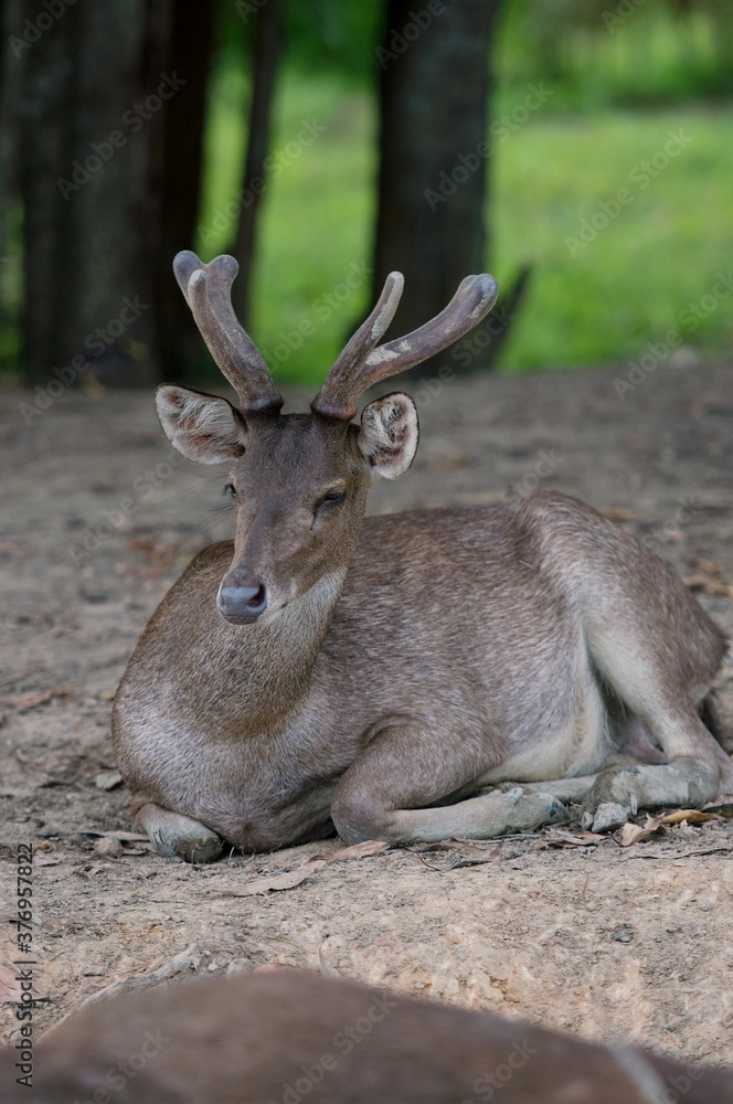 The Indian hog deer (Hyelaphus porcinus) is a small deer whose habitat ranges from Pakistan, The deer ,Wooden bridge Monkey Cheek Basin Nong Yai ,Chumphon Province , Thailand The Indian hog deer (Hyelaphus porcinus) is a small deer whose habitat ranges from Pakistan, The deer ,Wooden bridge Monkey Cheek Basin Nong Yai ,Chumphon Province , Thailand