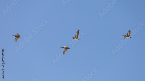 Brown Pelicans in Flight