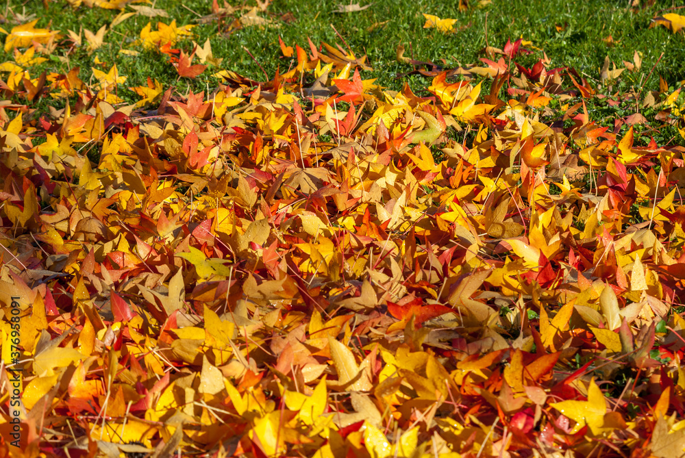 carpet of dry autumn orange and yellow maple leaves on green grass
