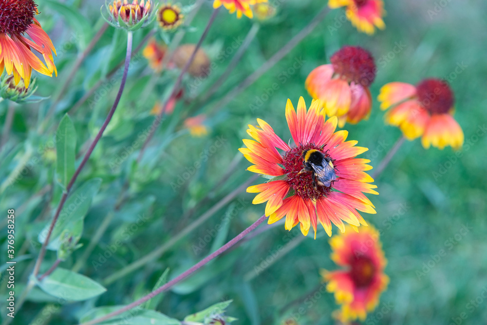The bee collects nectar from the flowers of Rudbekija. The bee collects nectar from the flowers of Rudbekija.