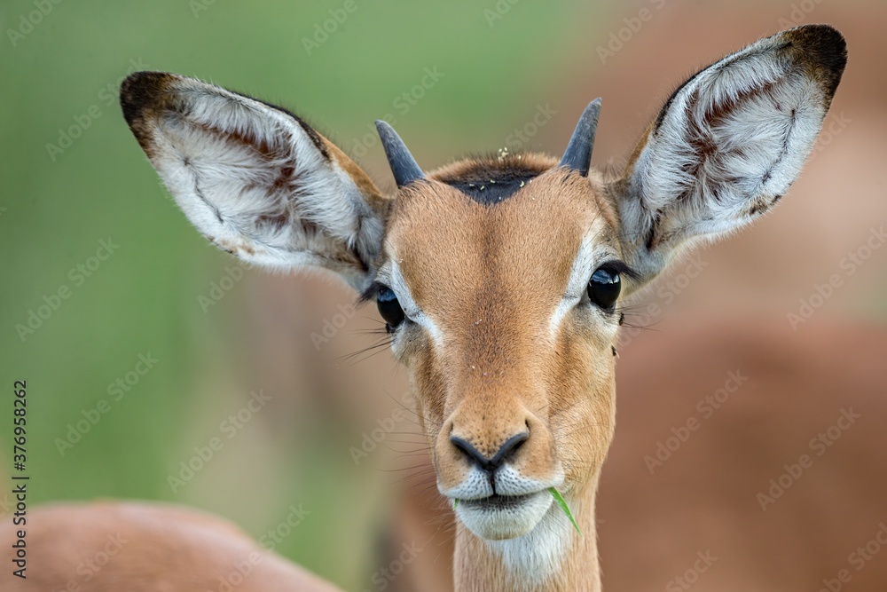 Young Impala Ram