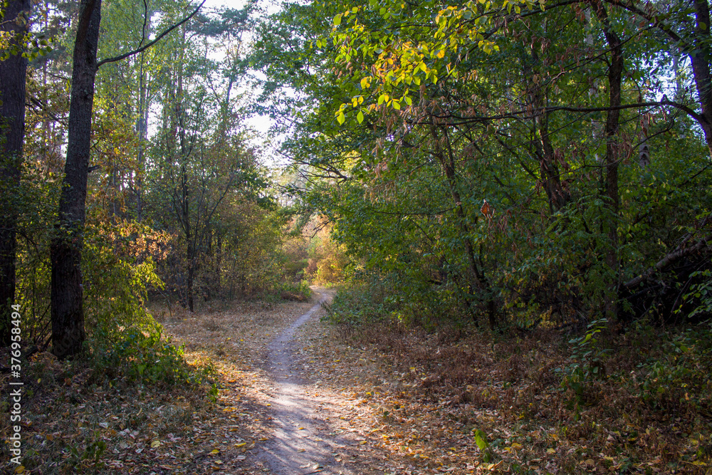 path in the woods