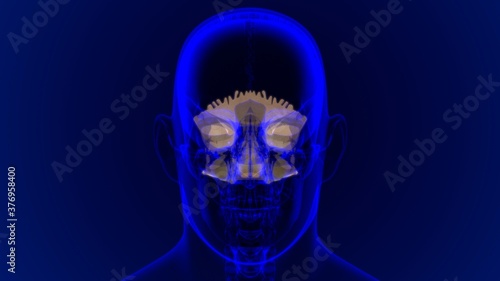 Human Skeleton Skull Occipital Bone Anatomy For Medical Concept