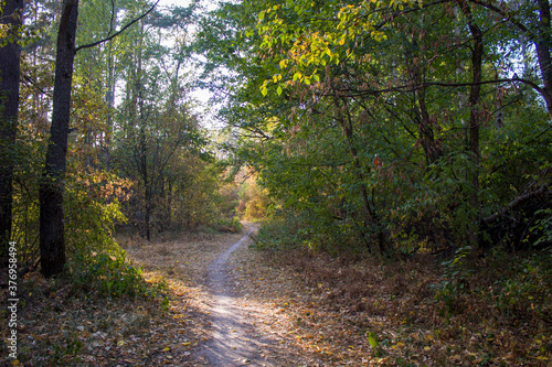 path in the woods