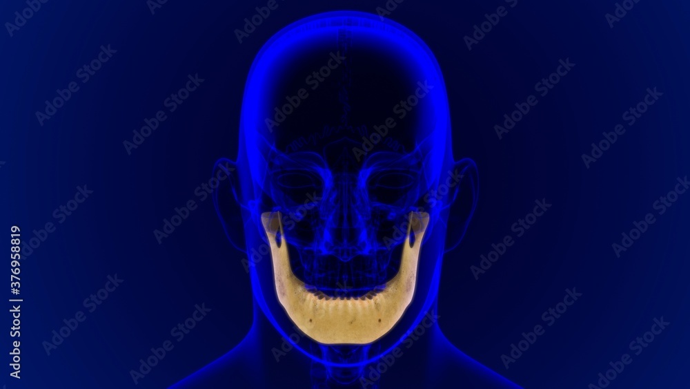 Human Skeleton Skull Mandible Bone Anatomy For Medical Concept Human Skeleton Skull Mandible Bone Anatomy For Medical Concept