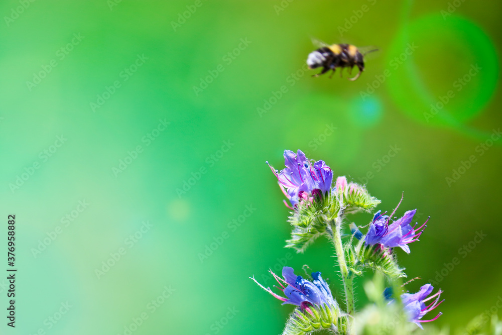 Blue melliferous flowers - Blueweed (Echium vulgare). Viper's bugloss is a medicinal plant. Bumblebee collects nectar. Macro.