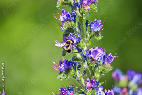 Blue melliferous flowers - Blueweed (Echium vulgare). Viper's bugloss is a medicinal plant. Bumblebee collects nectar. Macro. photo