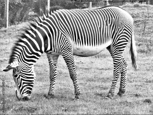 Zebra grazing - B   W