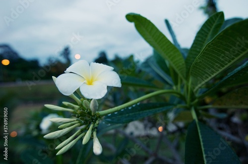 The white frangipani with leaves. White plumeria.Plumeria flowers - White plumeria on the plumeria tree.