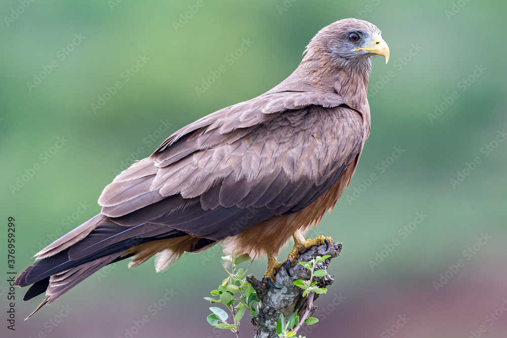 Fototapeta premium Yellow-billed Kite