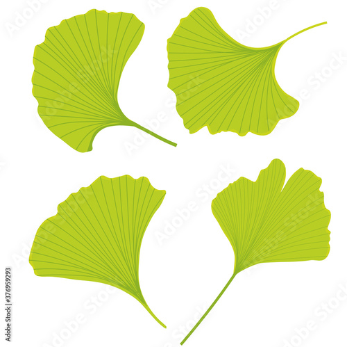 Vector stock illustration of gingko leaf. Pastel poster for a wedding invitation. Gentle botany. gingko biloba bright green color close-up. Isolated on a white background.