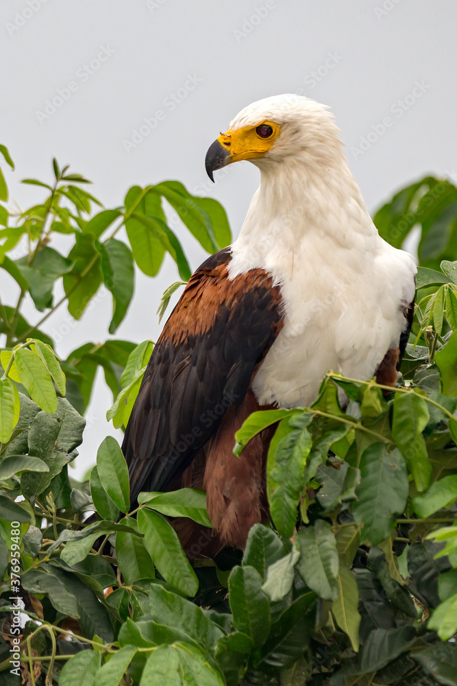 Fish Eagle Fish Eagle